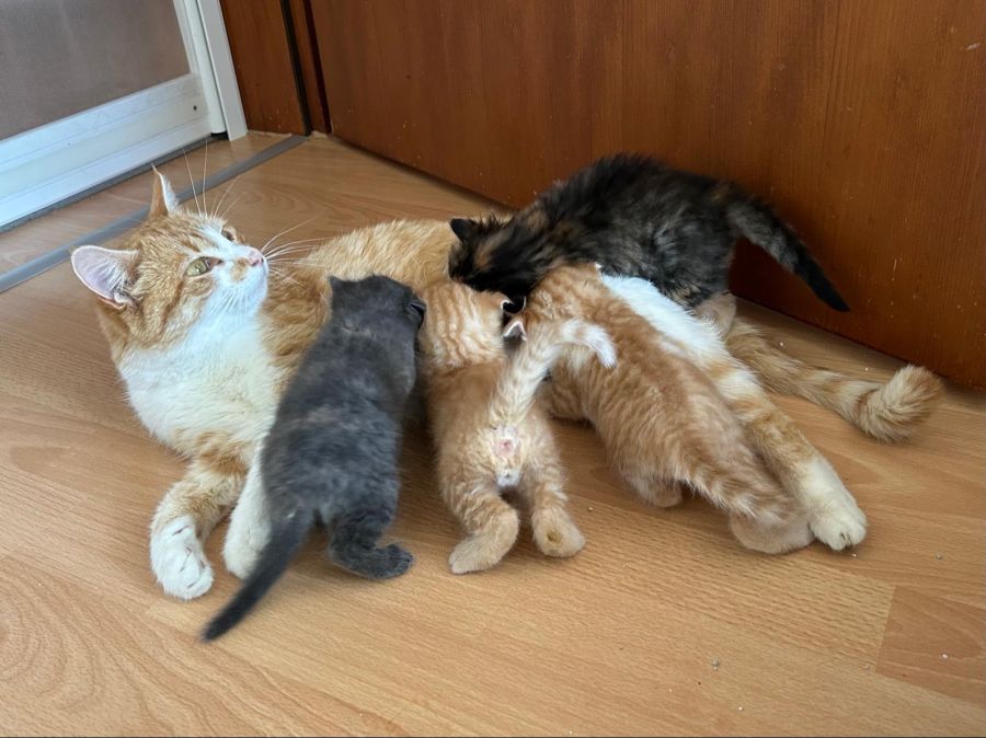Katzen