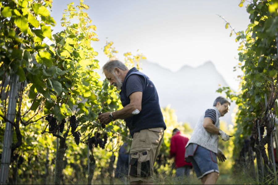 Das trifft auch die Schweizer Weinbauern. (Archivbild)