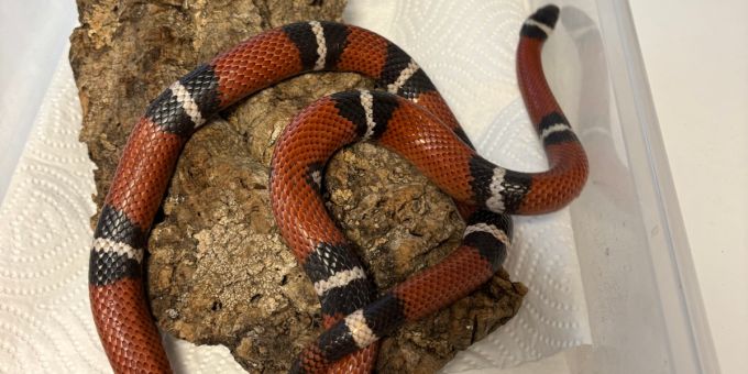 Eine Königsnatter wurde in einem Garten in Veltheim (AG) entdeckt. veltheim königsnatter