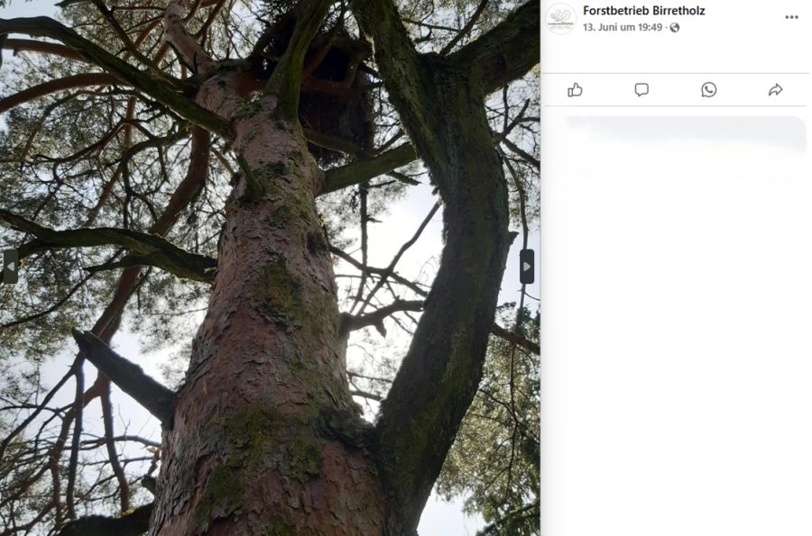 Das Nest befand sich in etwa 25 Metern Höhe auf einer Föhre.