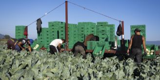 Tiefer Lohn - Deshalb gibt es für Schweizer Gemüse kein Fairtrade-Label Tiefer Lohn - Deshalb gibt es für Schweizer Gemüse kein Fairtrade-Label