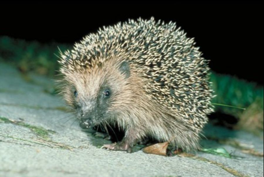 Verein pro Igel