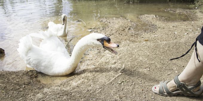 In Biel geht ein Schwan auf Menschen und Boote los. (Symbolbild) schwan attackiert menschen