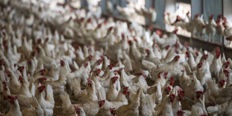 Suisse Garantie warb mit Eiern aus «kleinen Herden». Die Lauterkeitskommission stuft dies als irreführend ein, da die meisten Hühner in grossen Beständen leben. Tierschützer hatten ...
