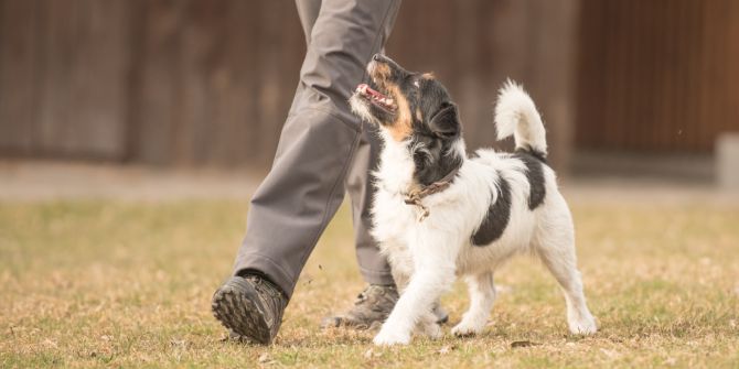 Warum die Hundeschule so wichtig ist