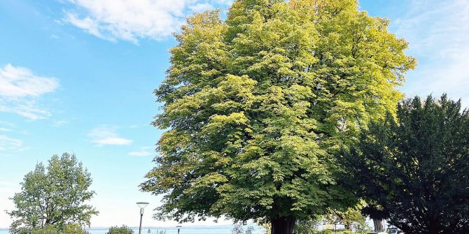 Romanshorn TG