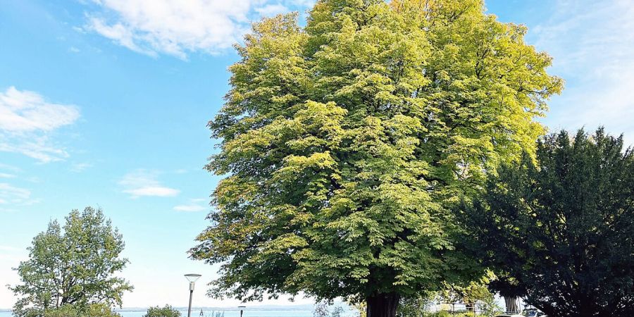 Romanshorn TG