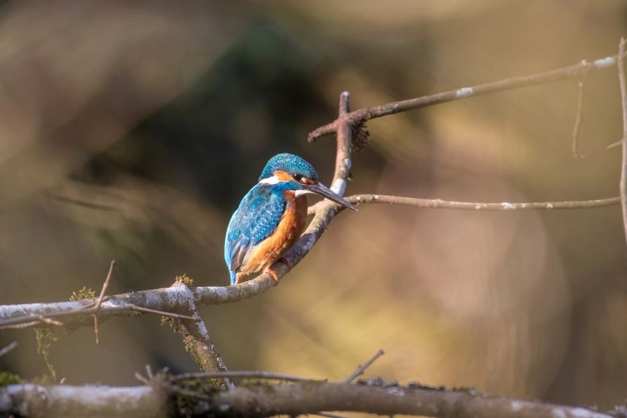 Eisvogel