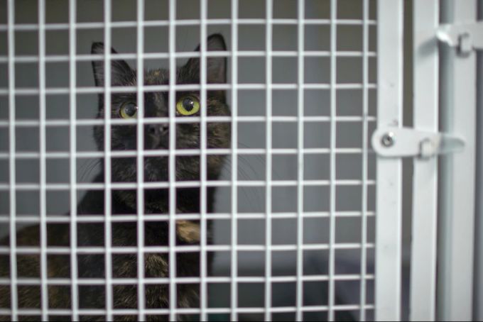 Katze