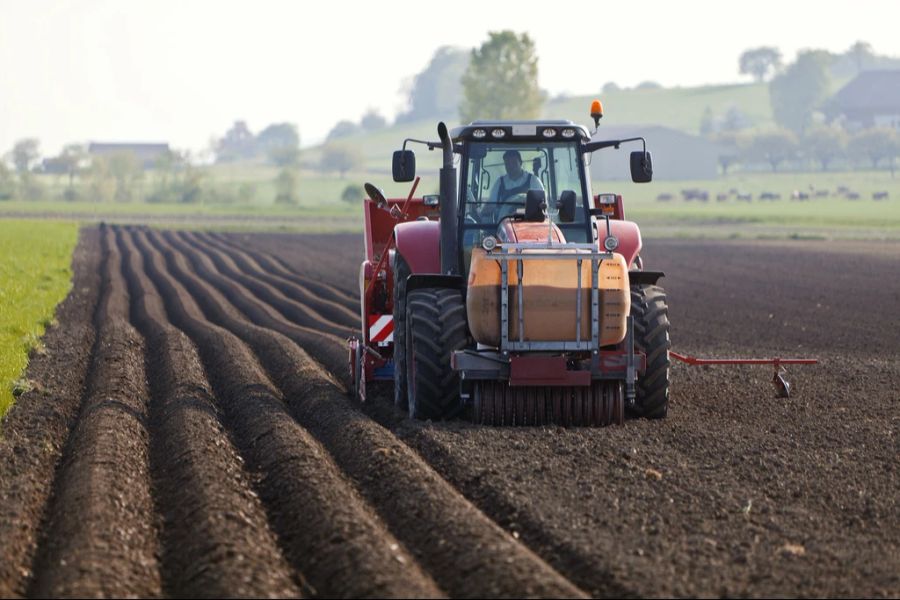 Kartoffeln Feld Acker