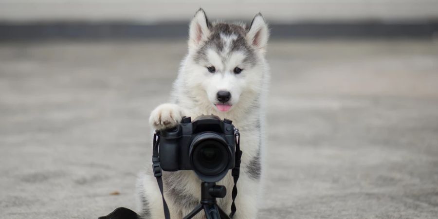 Welpe Fotokamera Pfote Auslöser