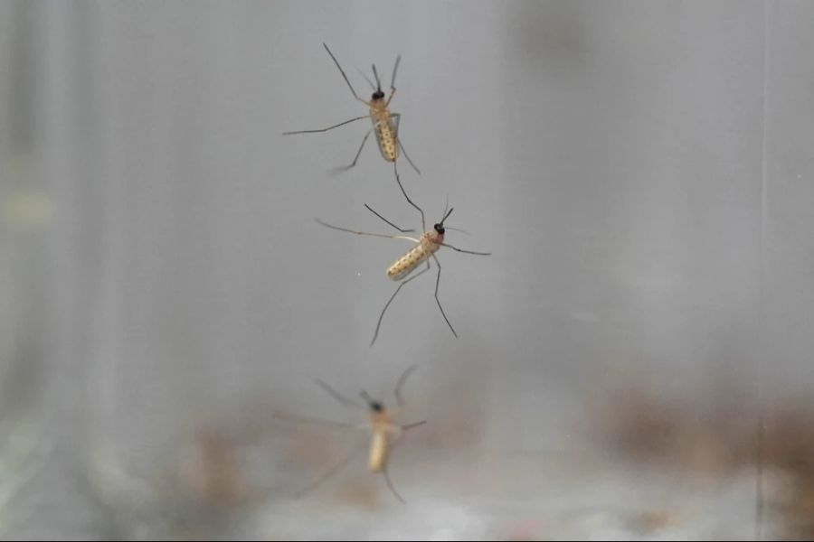 In Brasilien gehört das Oropouche-Fieber zu den häufigsten Infektionskrankheiten. Sie werden vor allem durch Stechmücken übertragen.