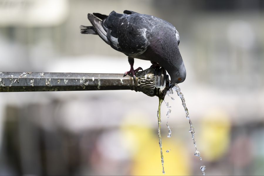 Laut einem Mitteilungsblatt sei das Wasser mithilfe von Tauchpumpen und teils «mit grossen Fässern» abtransportiert worden. «Das geht nicht», steht in der Mitteilung. (Symbolbild)