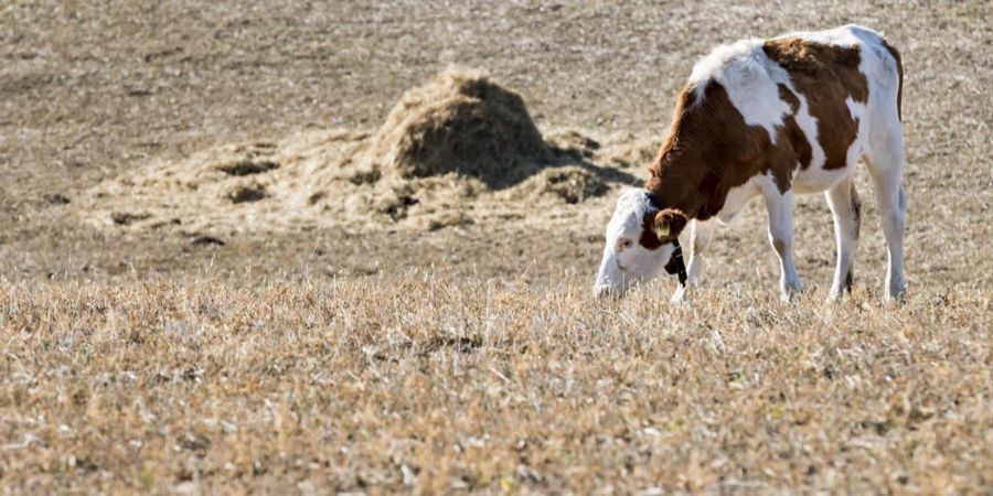 Wegen der Futterknappheit mussten auch schon Tiere notgeschlachtet werden.