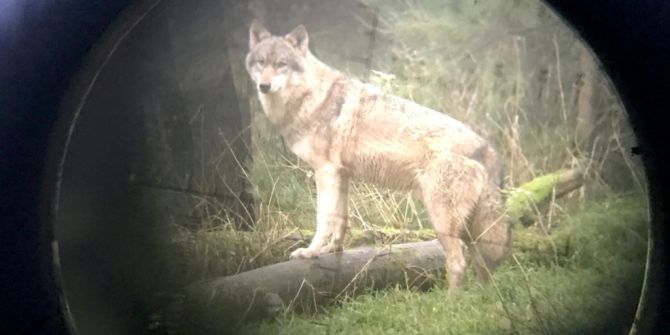 Wolf