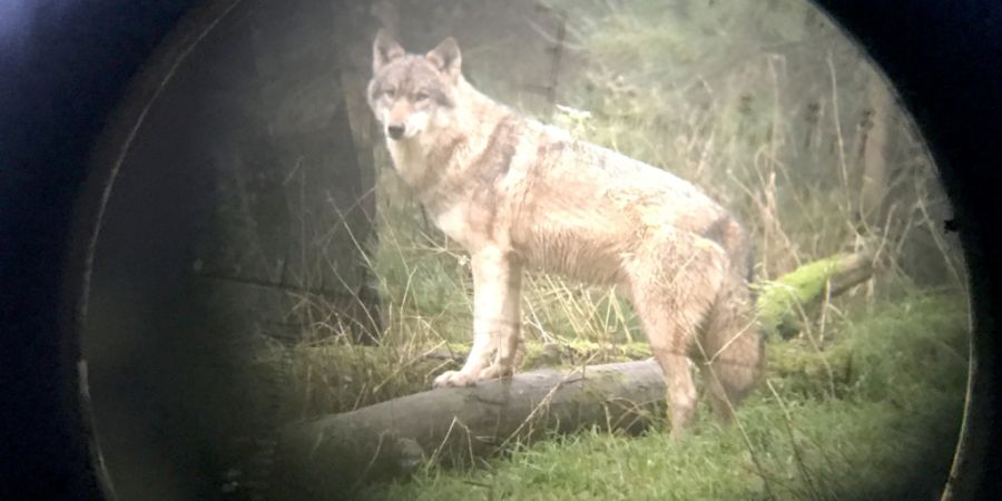Wolf