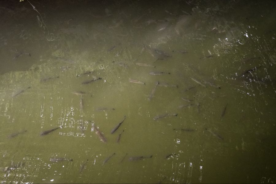 Fische schwimmen im übriggebliebenen Wasser des Fehraltdorfer Wildbachs am 16. Juli.