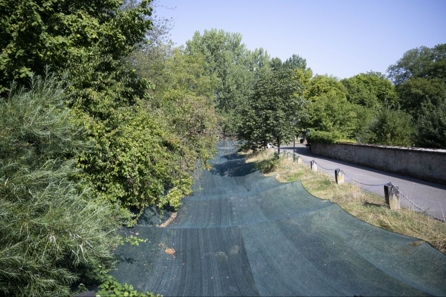 Ein Netzdach über dem Geisslibach schützt Fische vor der Sommerhitze (aufgenommen am 30. Juli 2026 in Diessenhofen TG).