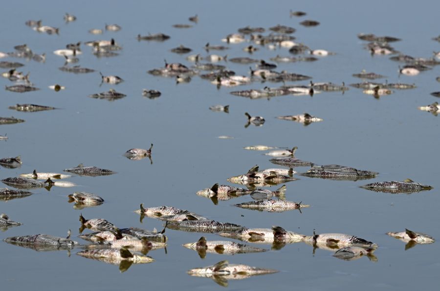 Forscherinnen und Forscher wollen Fische nun vor dem Hitzetod bewahren.