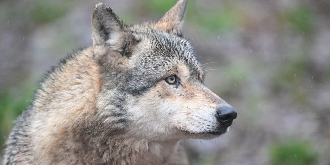 Wolf