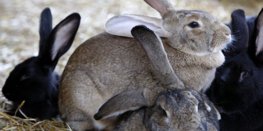 Bei einem Tierhalter in Ebnat-Kappel SG entdeckten Kontrolleure mehrere Kaninchen, die an einer hochansteckenden Krankheit litten. (Symbolbild)