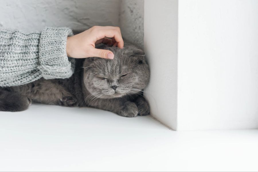 Die Schottische Faltohrkatze hat ein ruhiges, anhängliches und verspieltes Wesen.