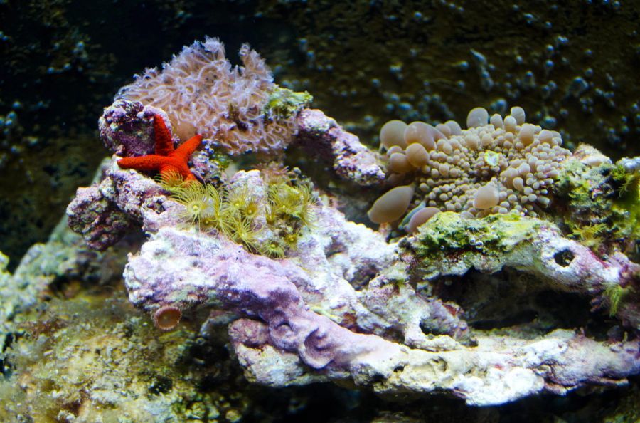 Lebendgestein fungiert in einem Aquarium als natürlicher Filter.