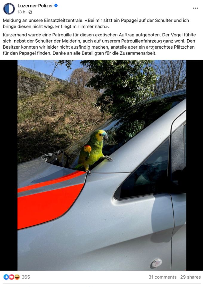 Die Meldung einer Frau bezüglich eines hartnäckigen Papageis nahm die Luzerner Polizei mit Humor. papagei luzern