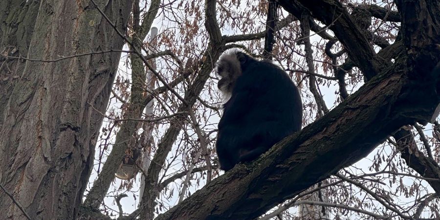 Der aus dem Zoo Leipzig gestohlene Bartaffe Ruma wurde wiedergefunden.
