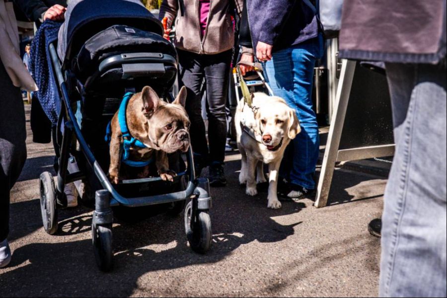 Nach der Ausbildung habe der Hund verinnerlicht, dass das Tragen des Führgeschirrs «Arbeitsmodus» bedeute.
