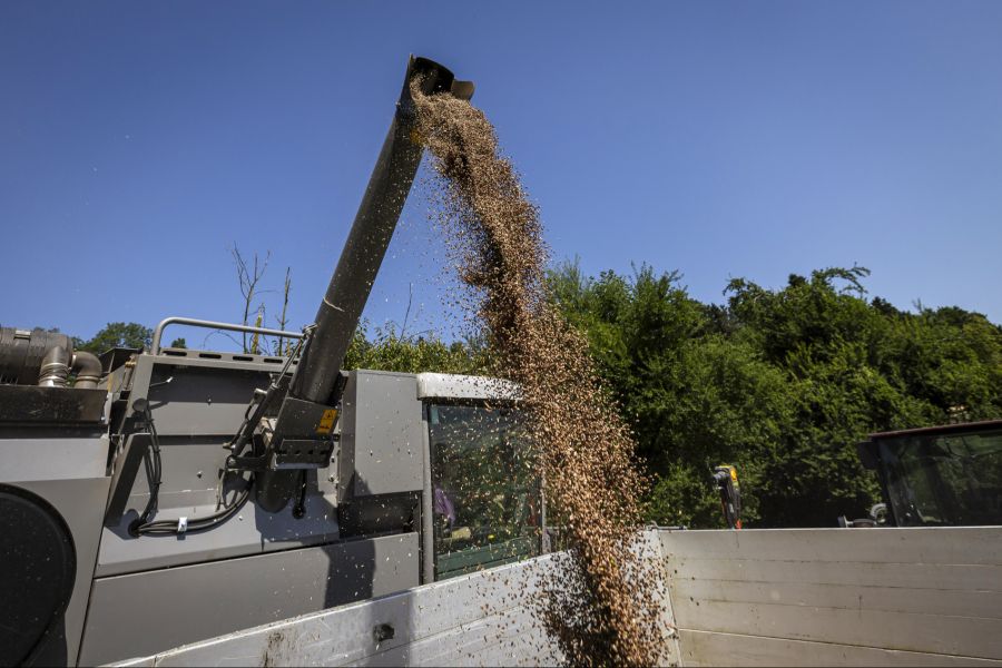 Schweizer Bauern konkurrieren daher mit günstigem Import-Getreide.
