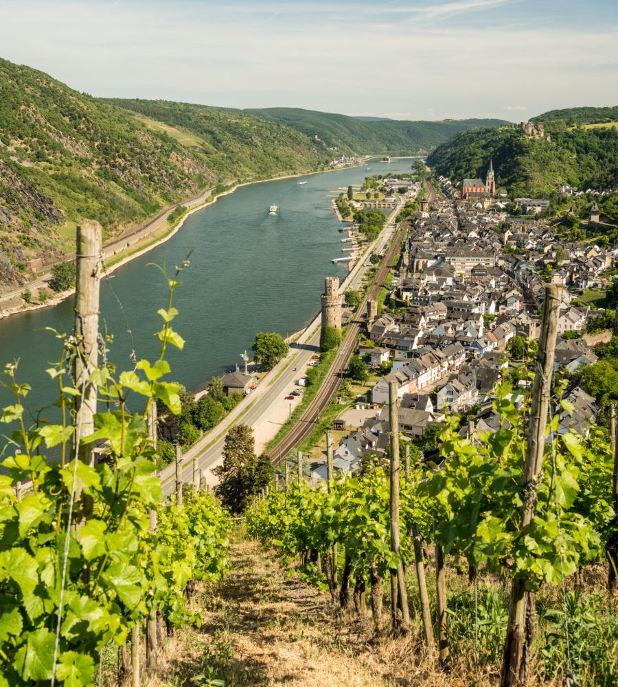 Weinreben