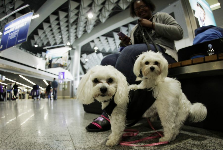 Viele Reisende wollen ihre Vierbeiner auf ihren Flugreisen dabeihaben. (Symbolbild)