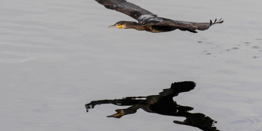 Das Thurgauer Parlament verlangt eine stärkere Regulierung von Kormoranen am Bodensee. (Archivbild)