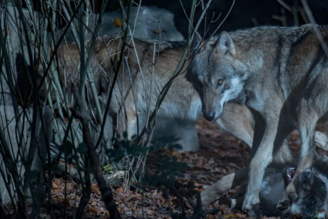 Tierpark Dählhölzli Bern