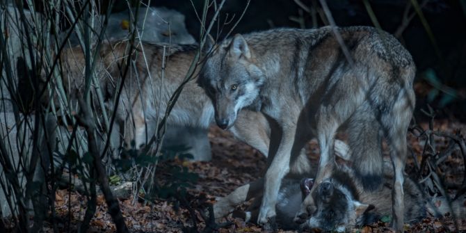 Tierpark Dählhölzli Bern