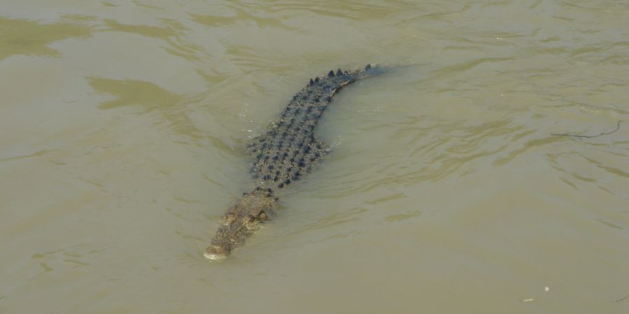 ARCHIV - Ein Krokodil schwimmt im Adelaide River im Northern Territory. Foto: Carola Frentzen/dpa