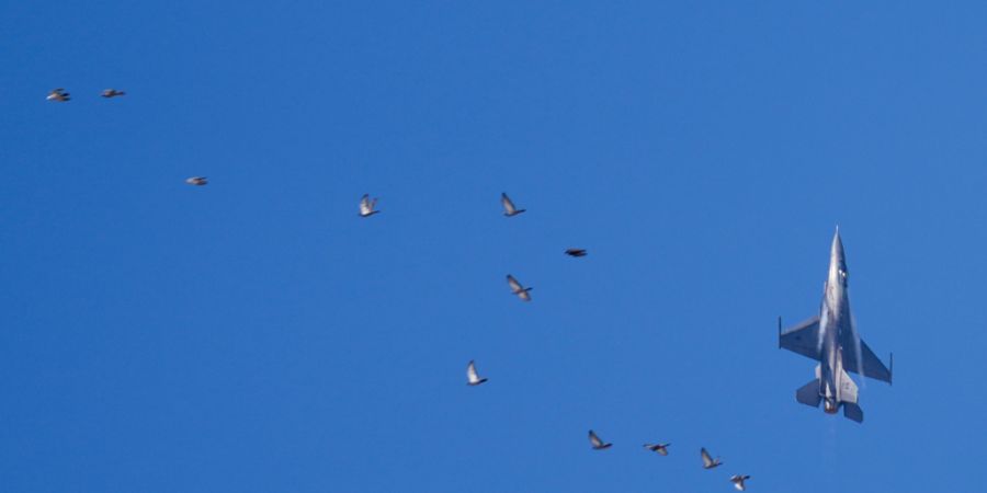 ARCHIV - Das Kampfflugzeug F-16 der US-Luftwaffe fliegt an Vögeln vorbei, während es auf der Dubai Air Show in Dubai akrobatische Manöver durchführt. Foto: Altaf Qadri/AP/dpa