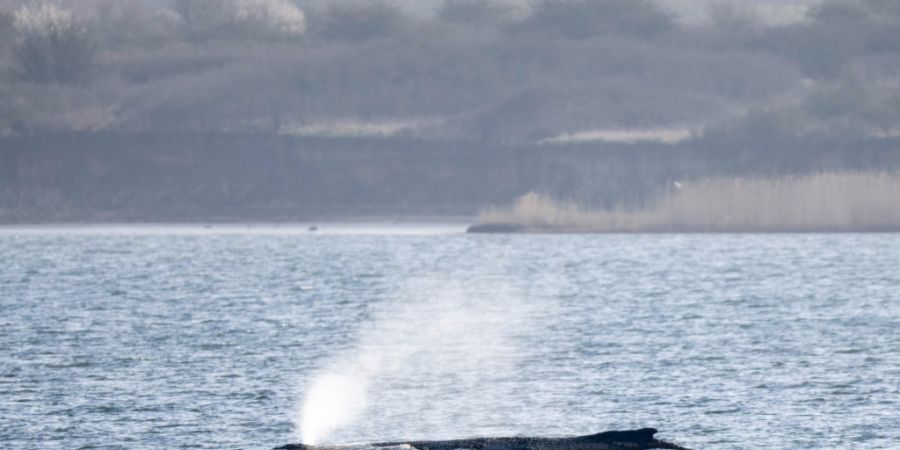 ARCHIV - Der Wal gibt Atemluft ab, während er noch immer in der Wismarer Bucht liegt. Foto: Philip Dulian/dpa
