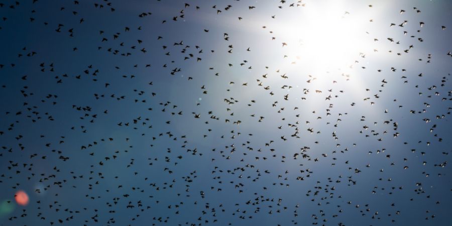 Bald zwitschert es wieder in der ganzen Schweiz: Die ersten Zugvögel sind bereits zurück. (Archivbild)