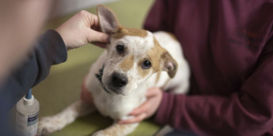 Viele Hundebesitzer übersehen laut einer Studie Anzeichen von Schmerzen bei ihren Tieren. (Symbolbild)