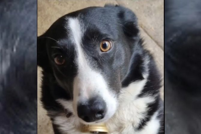 Hund