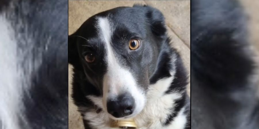 Hund