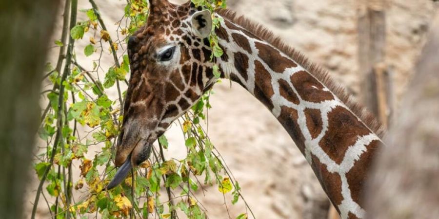 Obi, der Giraffenbulle des Zoos Zürich, ist tot. Der Zoo liess ihn nach einer schwerwiegenden Beinverletzung einschläfern.