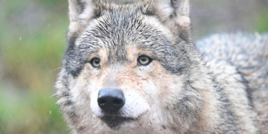 Ein Passant sichtete in Egg bei Zürich ein Tier, das ein Wolf sein könnte. (Archivbild)