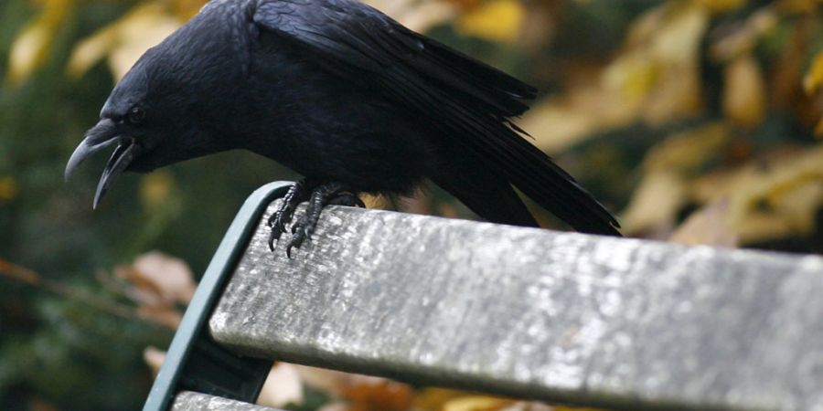 Welches Stadtratsmitglied hat den grössten Schnabel? Ein Ex-Gemeinderat der FDP wünscht sich, dass Stadträtinnen und Stadträte symbolisch Patin oder Pate eines Vogels werden, der ih...