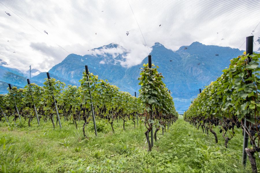 Vergangene Woche hat der Bundesrat zudem eine staatliche «Abwrackprämie» beschlossen.