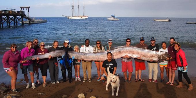 Das kalifornische Catalina Island Marine Institute hatte den Kadaver dieses fünf Meter langen Riemenfisches 2013 vor der Küste entdeckt. Weltuntergangsfisch Kalifornien