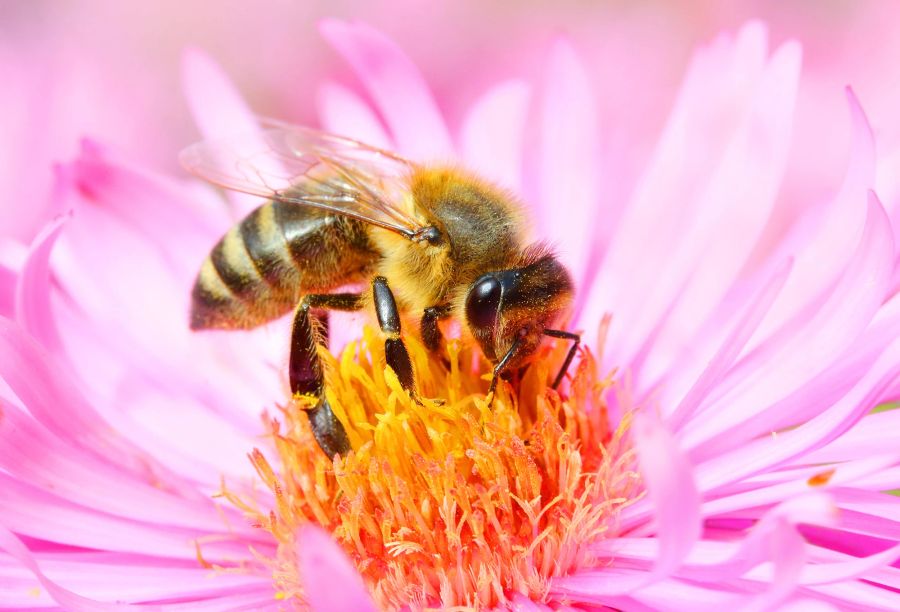 Biene auf Blüte