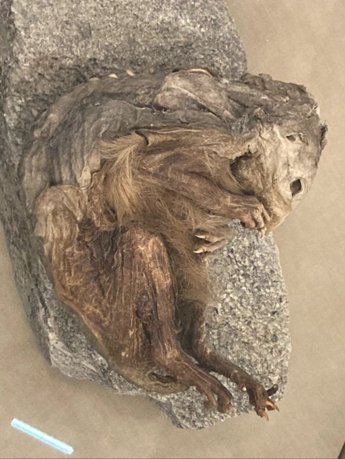 Die Murmeltier-Mumie von Lyskamm. Murmeltier Mumie braun Stein